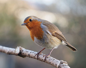 Red robin with cocked head sitting on a tree branch