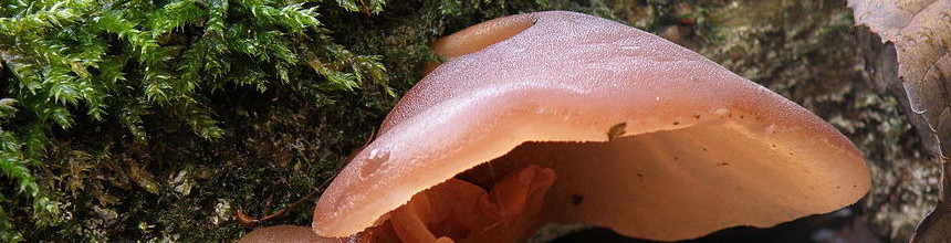 Fungi found on a fallen brach