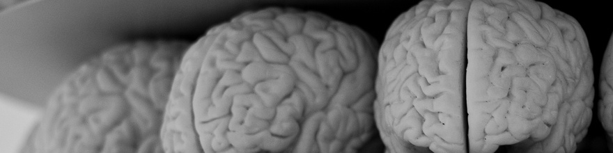 Black and white photo of a shelf with three plastic brains.