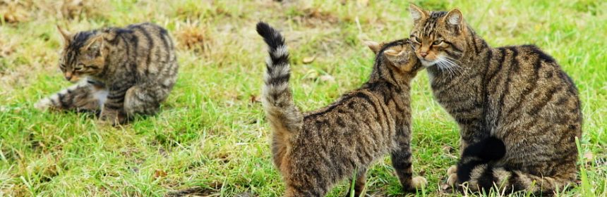 Scottish Wildcats
