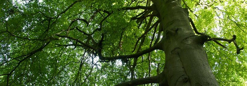 Image looking up at the leaves of a tree from the base of the trunk.