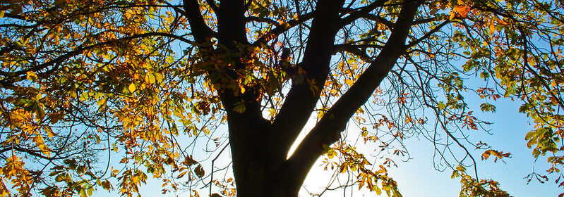 A partially silhouetted tree with a sunny blue sky in the background.