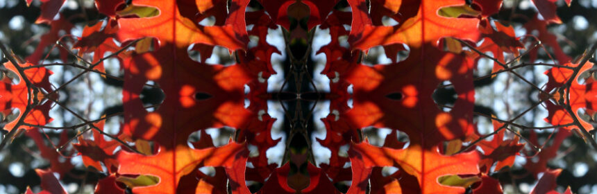 Abstract image of entangled leaves in red, orange, and black