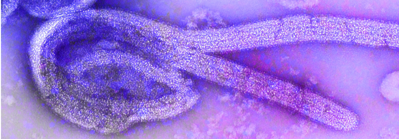 purple germ