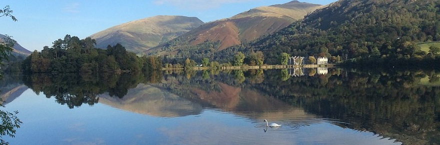 Still lake with swan
