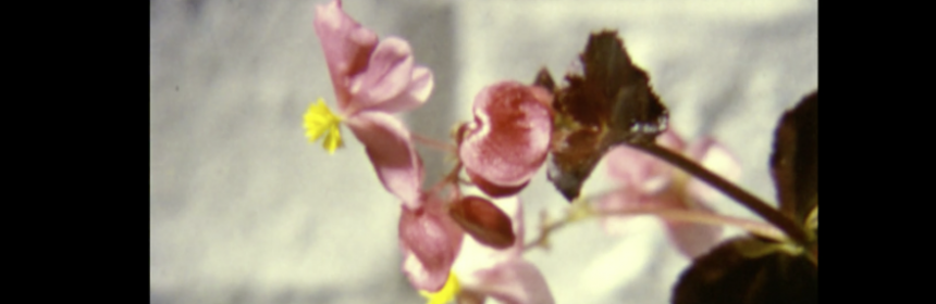 Pink flower captured on old grainy film.