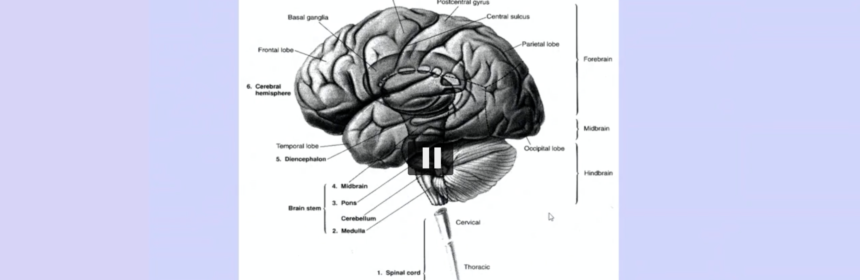 Greyscale illustration of a brain