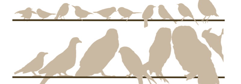 bird silhouettes showing relative size to each other