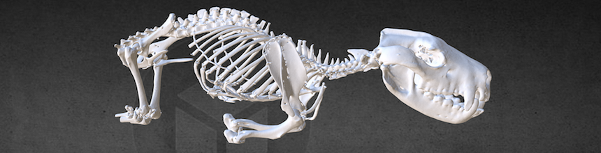 Tasmanian Devil 3D skeleton