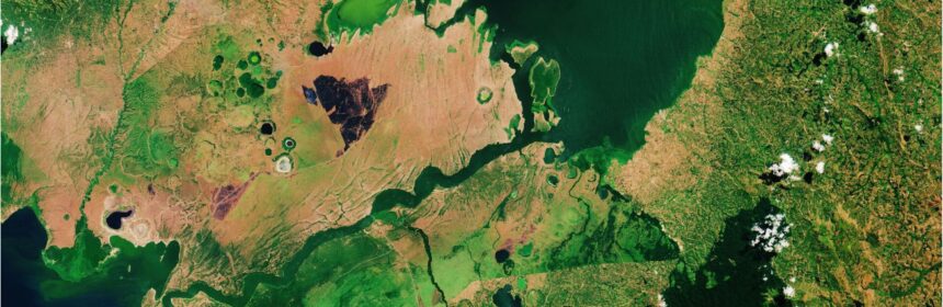 Satellite view of trees and plants