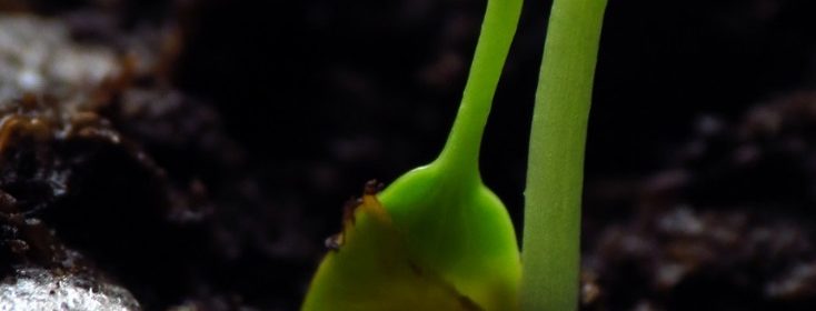 Seedling image