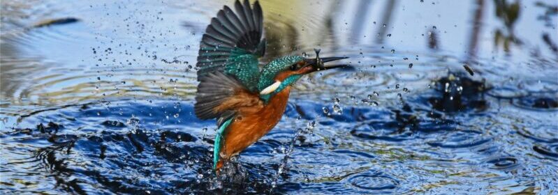 Close-up Photography of Green and Brown Bird Flying Over Body of Water With Catch On Its Beak