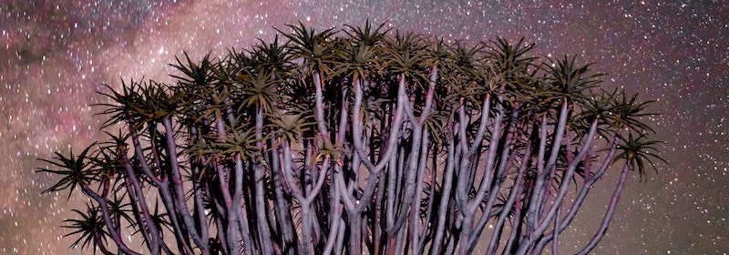 Tree under starry sky